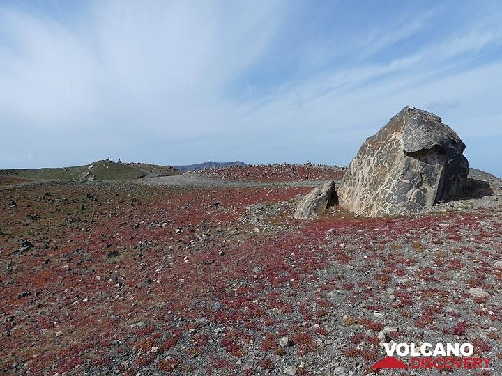 The usually grey-brown volcanic desert landscape of Nea Kameni has a vivid green and ruby red carpet in winter time. (Photo: Ingrid Smet)