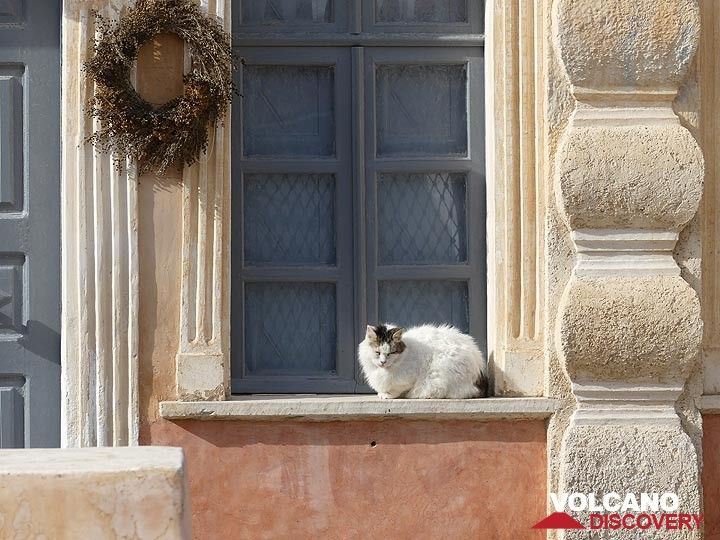 Oie cat watching over its home. (Photo: Ingrid Smet)