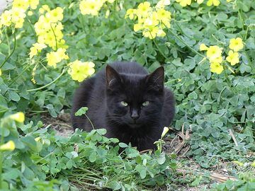 Gartenkätzchen in Oia. (Photo: Ingrid Smet)