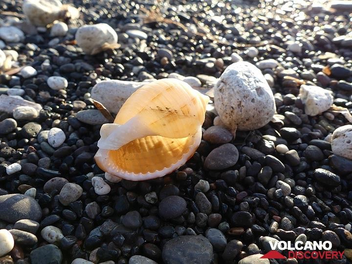 Shells and volcanic pebbles at Perissa beach (Photo: Ingrid Smet)
