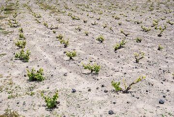 Young wineyard (Photo: Tom Pfeiffer)