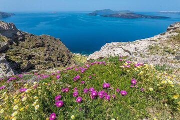 Blick auf die Caldera mit den jungen Vulkaninseln Palea und Nea Kameni in der Mitte. (Photo: Tom Pfeiffer)