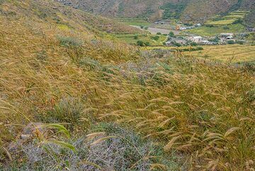 Once upon a time, barley fields were plenty to produce the local bread. Now, it has become wild and still grows on the abandoned farmlands. (Photo: Tom Pfeiffer)