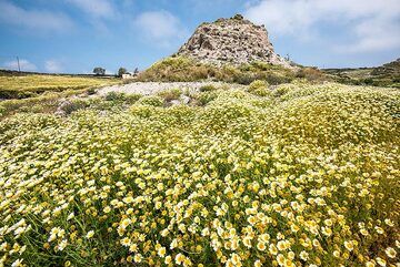 Sea of daisies and a pumice cliff (Photo: Tom Pfeiffer)