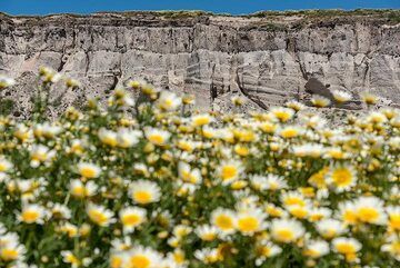 ... the wall of the Minoan pumice deposit, about 20 m high in this part. (Photo: Tom Pfeiffer)