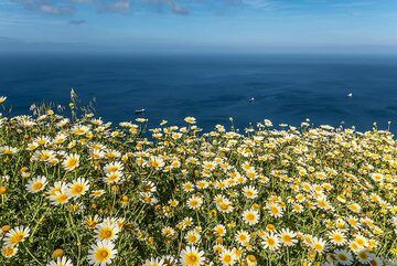 Daisies and the sea (Photo: Tom Pfeiffer)