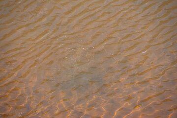 Bubbles rising from the sea floor, mainly CO2. (Photo: Tom Pfeiffer)