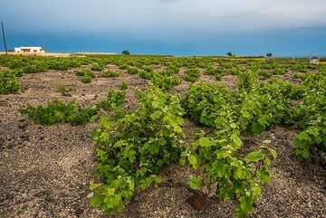 As it gets evening, we walk back to our hotel on the south coast through vineyards. (Photo: Tom Pfeiffer)