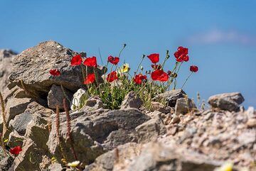 Gruppe roter Mohnblumen (Photo: Tom Pfeiffer)