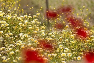 Margaritas y amapolas rojas. (Photo: Tom Pfeiffer)