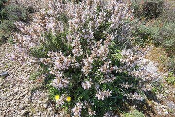 Sauge en fleurs qui pousse beaucoup dans cette région. (Photo: Tom Pfeiffer)