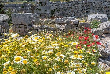 Daisies and red poppies. (Photo: Tom Pfeiffer)