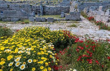 Between the still very impressive ruins, flowers have taken over all space where there is soil. (Photo: Tom Pfeiffer)