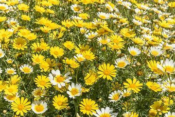 Yellow and white dominate large patches, as golden marguerite (farberkamille, Cota tinctoria) and daisies often grow together. (Photo: Tom Pfeiffer)