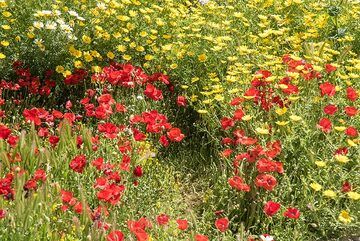 Red poppies and golden marguerites (Photo: Tom Pfeiffer)