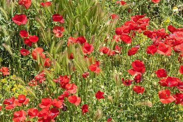 Amapolas rojas y cebada. (Photo: Tom Pfeiffer)