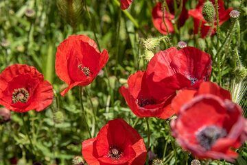 Red poppies (Photo: Tom Pfeiffer)