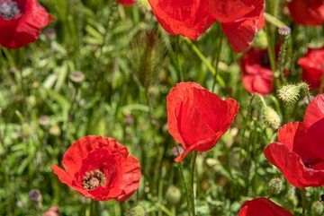 Coquelicots rouges (Photo: Tom Pfeiffer)