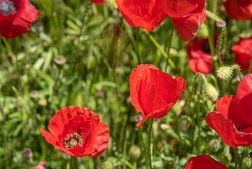 Red poppies (Photo: Tom Pfeiffer)