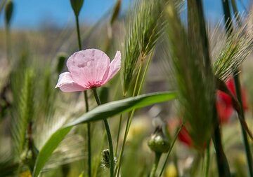 Rosa Mohn (Photo: Tom Pfeiffer)