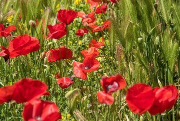 Group of red poppies (Photo: Tom Pfeiffer)