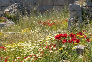 Meadow between the ancient ruins (Photo: Tom Pfeiffer)