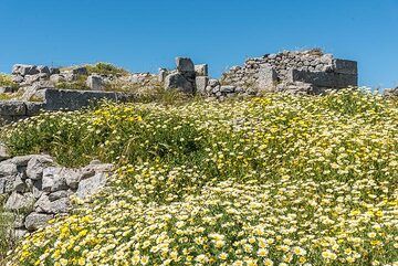 Des mers de marguerites (Photo: Tom Pfeiffer)