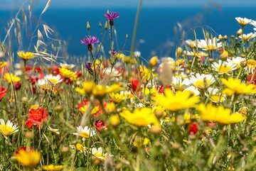 Wildflowers and the blue sea behind (Photo: Tom Pfeiffer)