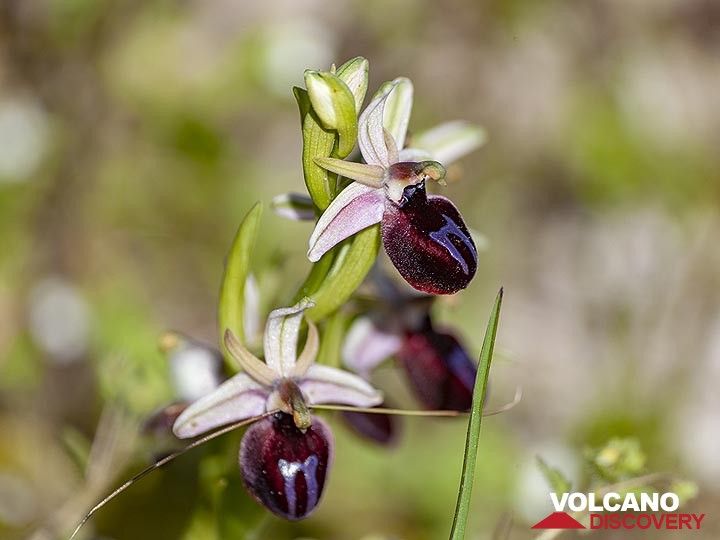 Seltene Orchideen aus Santorini. Von Februar bis April können Sie an einigen Orten der Insel seltene Orchideen entdecken. Unsere Guides wissen, wo sie wachsen, und Sie haben die Möglichkeit, Fotos von ihnen zu machen! (Photo: Tobias Schorr)