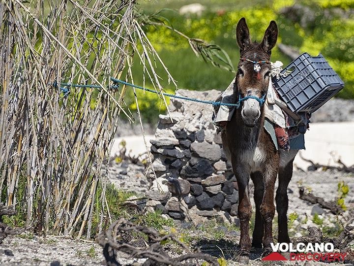 Noch immer sind Esel ein wichtiges Fortbewegungsmittel in den engen Gassen der Dörfer auf Santorini. (Photo: Tobias Schorr)