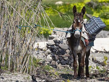 Still donkeys are an important means of transportation in the narrow lanes of the villages on Santorini. (Photo: Tobias Schorr)