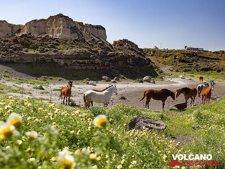 Horses relax in the former quarry of Mavromatis. (Photo: Tobias Schorr)