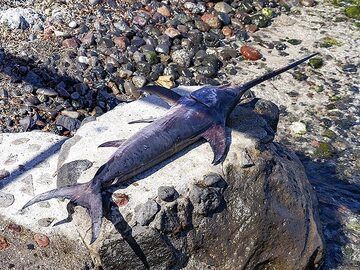 Ein in Akrotiri gefangener Schwertfisch, der im Restaurant Delfini am Südstrand von Akrotiri/Santorini serviert wird. (Photo: Tobias Schorr)