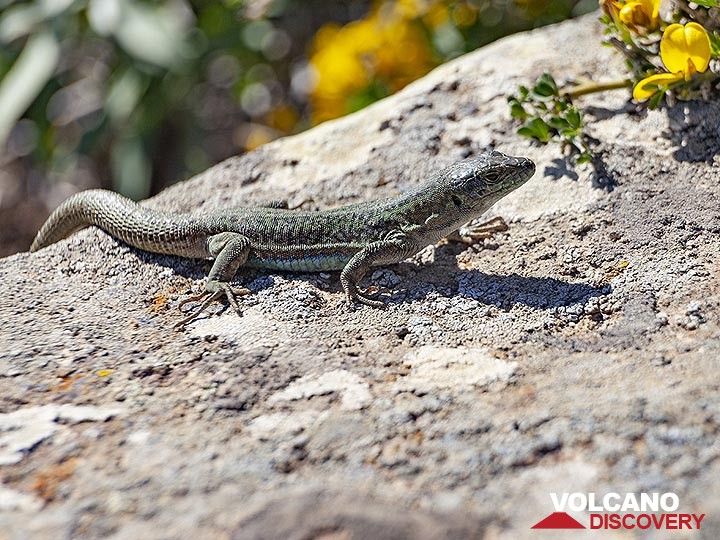Lizard next to our hiking path. Santorini/ March 2019. (Photo: Tobias Schorr)