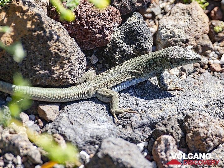 Male lizard waiting for insects. Santorini. (Photo: Tobias Schorr)