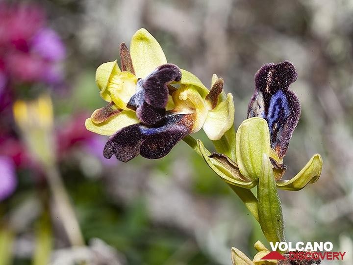 Rare orchids from Santorini (Photo: Tobias Schorr)