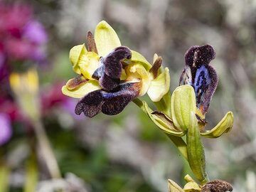 Seltene Orchideen aus Santorini (Photo: Tobias Schorr)