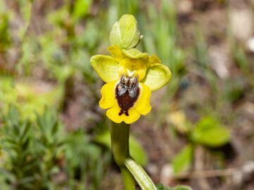 Seltene Orchideen aus Santorini (Photo: Tobias Schorr)