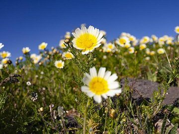 Frühlingsblumen auf Santorini. (Photo: Tobias Schorr)