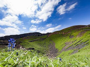 Lupin flowers in front of the phreatic crater of Daphne eruption. (Photo: Tobias Schorr)