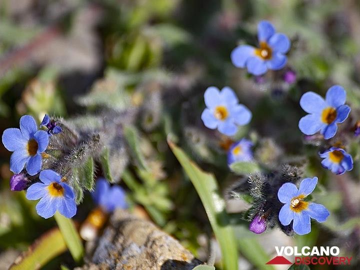 Schöne blaue Blumen im antiken Thira. (Photo: Tobias Schorr)
