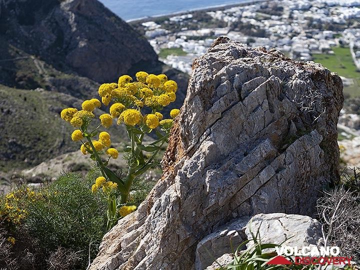 Ferula communis flowers at the ancient excavation of ancient Thera. In the beck you can see Perisa village. (Photo: Tobias Schorr)
