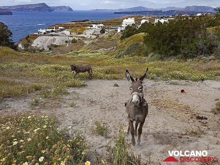 A donkey in front of the caldera of Santorini. (Photo: Tobias Schorr)