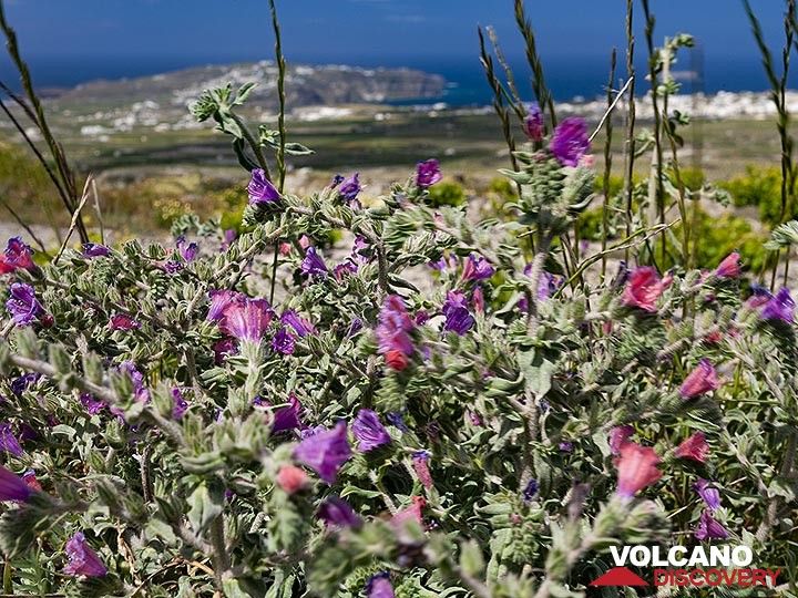 Fleurs rouges devant la péninsule d'Akrotiri. (Photo: Tobias Schorr)