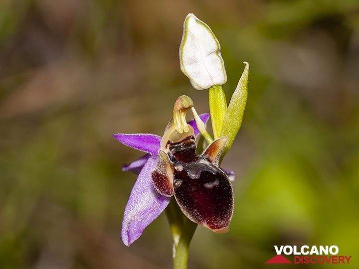 Eine seltene Orchidee im antiken Thira. (Photo: Tobias Schorr)