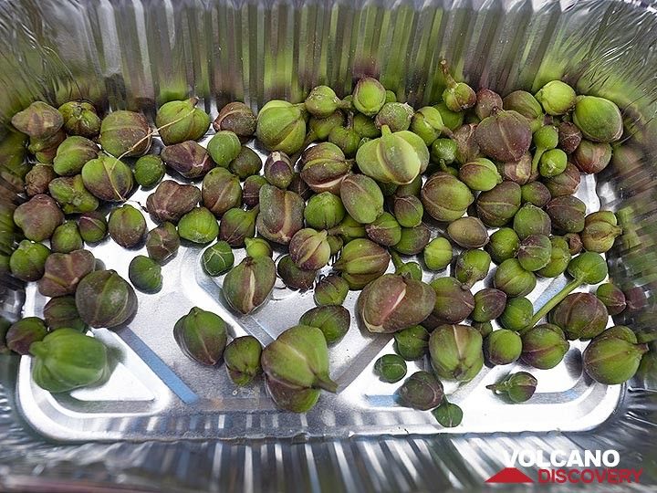 Self collected capers. The will be mixed with a solution of water, salt and vinegar. After 14 days they are ready for consumption. (Photo: Tobias Schorr)