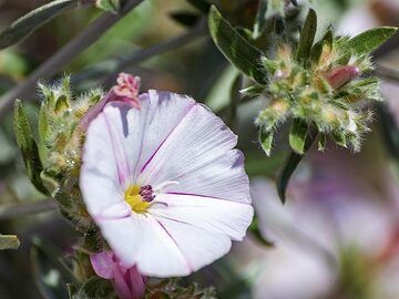 Flowers at the path down from the acropolis of ancient Thira. (Photo: Tobias Schorr)