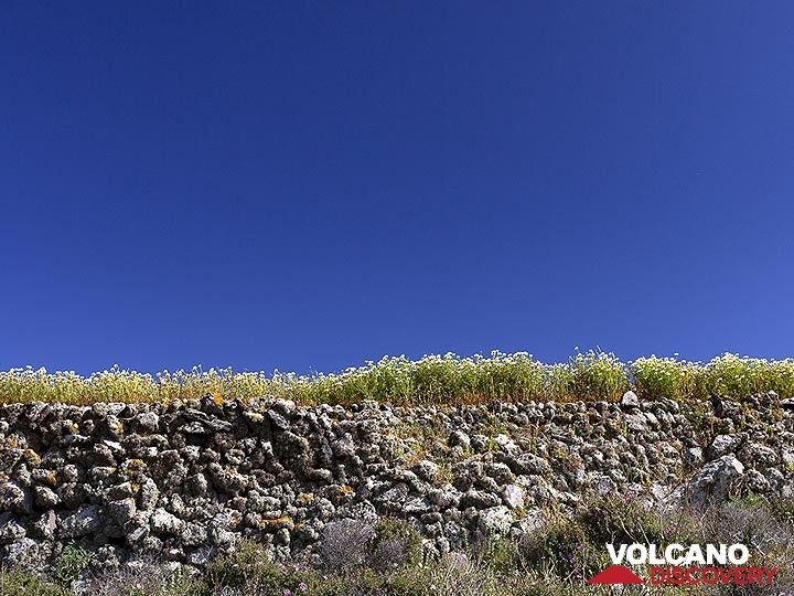 Eine Trockenmauer mit Weizen bei Akrotiri. (Photo: Tobias Schorr)