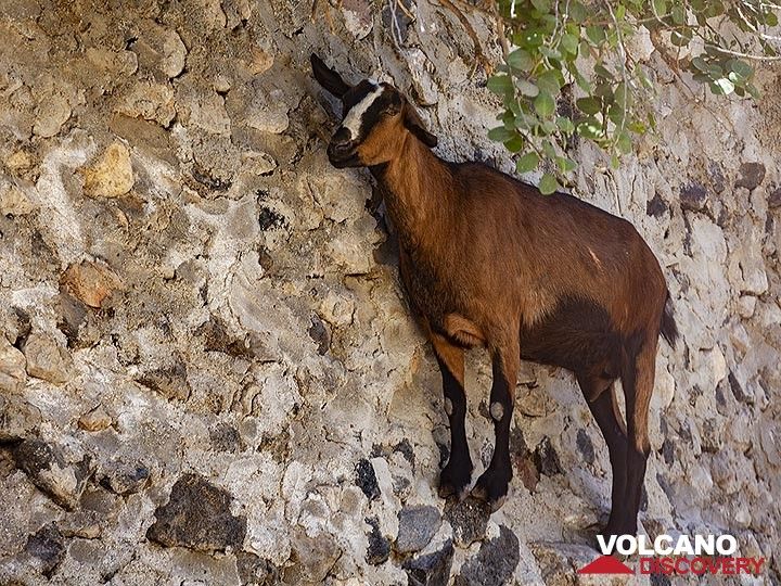 Goat at a rock wall. (Photo: Tobias Schorr)