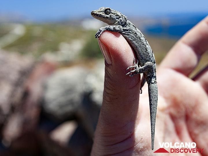Un gecko profite de mon doigt chaud. (Photo: Tobias Schorr)